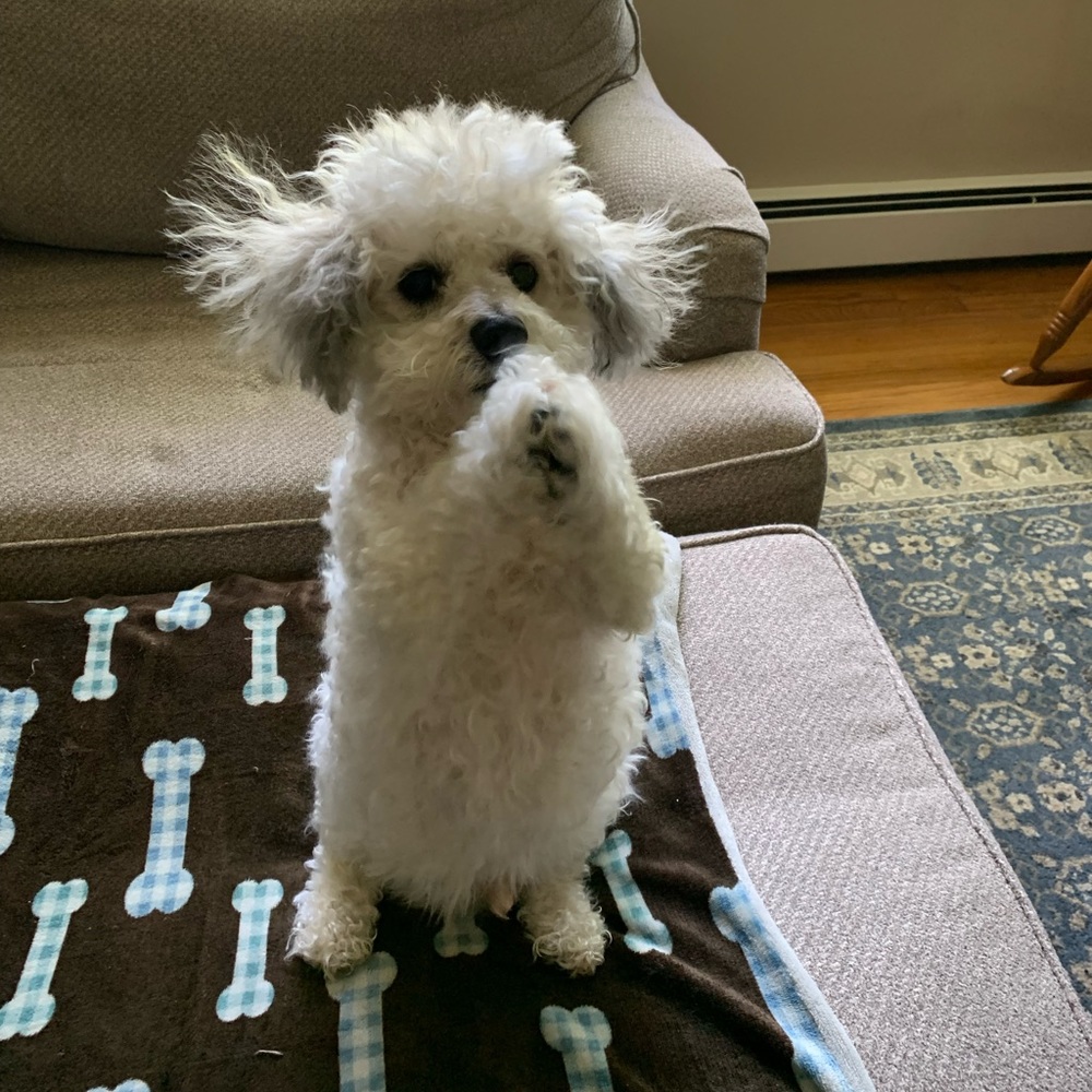 Like this! Live jewelry show notification!